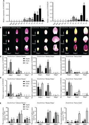 DhMYB2 and DhbHLH1 regulates anthocyanin accumulation via activation of late biosynthesis genes in Phalaenopsis-type Dendrobium